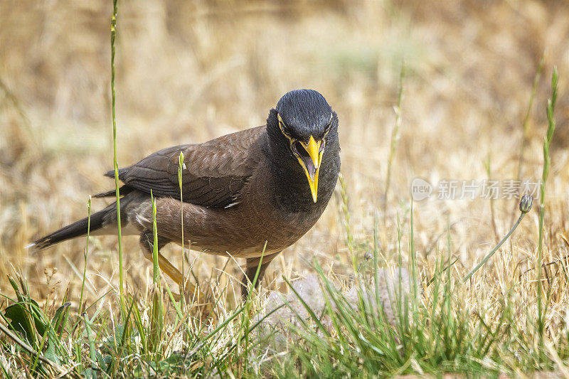 印度米娜鸟（Acridotheres tristis）